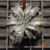 Dyckia ML x Gray Ops