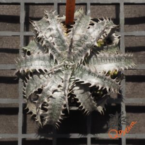 Dyckia ML x Gray Ops