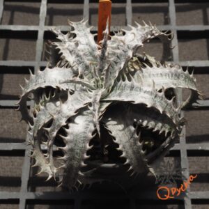 Dyckia ML x Gray Ops
