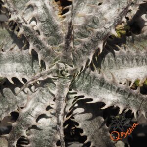 Dyckia ML x Gray Ops