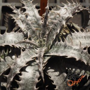 Dyckia ML x Gray Ops