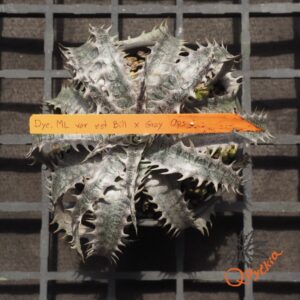 Dyckia ML x Gray Ops