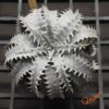 Dyckia marnier-lapostollei F1