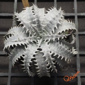 Dyckia marnier-lapostollei F1