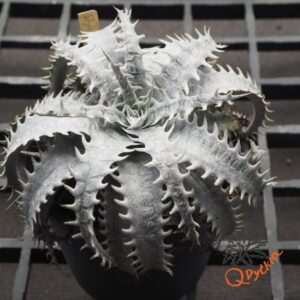 Dyckia marnier-lapostollei F1
