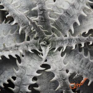 Dyckia marnier-lapostollei F1