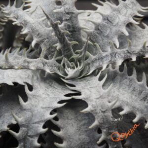 Dyckia marnier-lapostollei F1