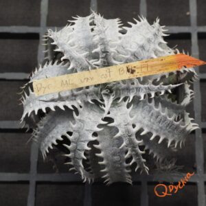 Dyckia marnier-lapostollei F1