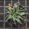 Dyckia HU-5 x Red Lotus