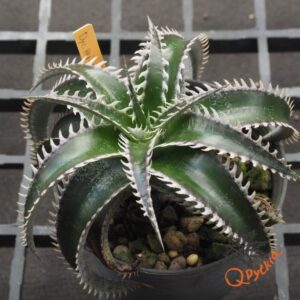 Dyckia HU-5 x Red Lotus