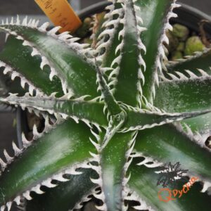 Dyckia HU-5 x Red Lotus