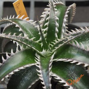 Dyckia HU-5 x Red Lotus