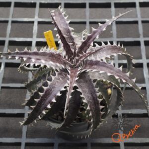 Dyckia goehringii F1