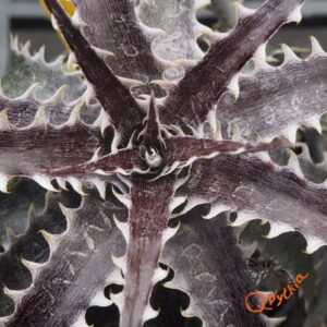 Dyckia goehringii F1