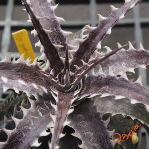Dyckia goehringii F1