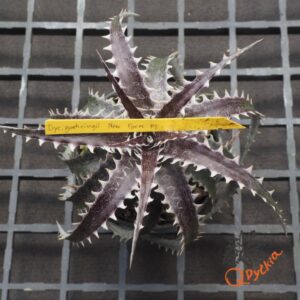 Dyckia goehringii F1