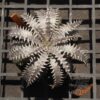 Dyckia (Toothy x Richard Kaz) x dawsonii