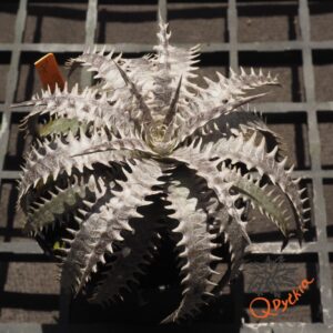 Dyckia (Toothy x Richard Kaz) x dawsonii