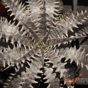 Dyckia (Toothy x Richard Kaz) x dawsonii