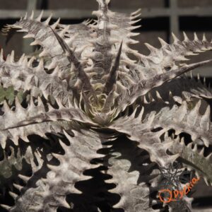 Dyckia (Toothy x Richard Kaz) x dawsonii