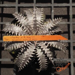 Dyckia (Toothy x Richard Kaz) x dawsonii