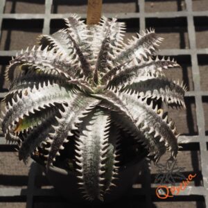 Dyckia Sky Walker x ML