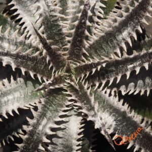 Dyckia Sky Walker x ML