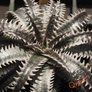 Dyckia Sky Walker x ML