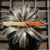 Dyckia Sky Walker x ML