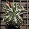 Dyckia marnier-lapostollei F1