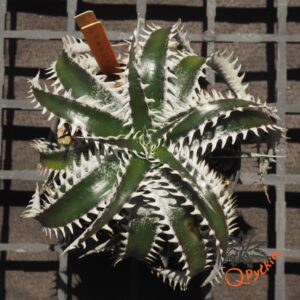 Dyckia marnier-lapostollei F1