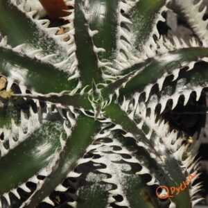 Dyckia marnier-lapostollei F1