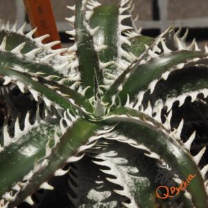 Dyckia marnier-lapostollei F1