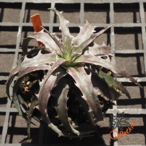 Dyckia goehringii F1