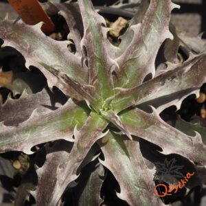 Dyckia goehringii F1