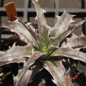 Dyckia goehringii F1