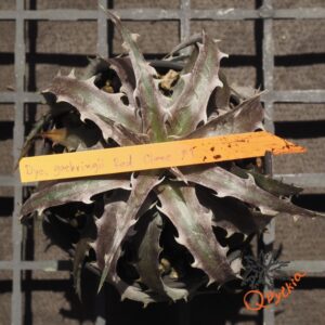 Dyckia goehringii F1