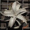 Dyckia marnier-lapostollei F1