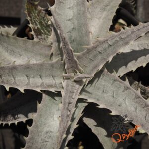 Dyckia marnier-lapostollei F1