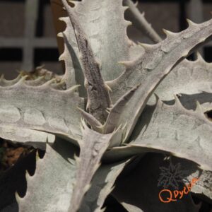 Dyckia marnier-lapostollei F1