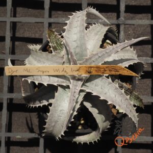 Dyckia marnier-lapostollei F1