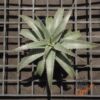 Dyckia ML x hebdingii