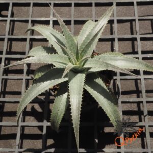 Dyckia ML x hebdingii