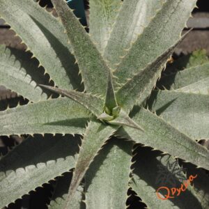 Dyckia ML x hebdingii