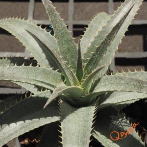 Dyckia ML x hebdingii