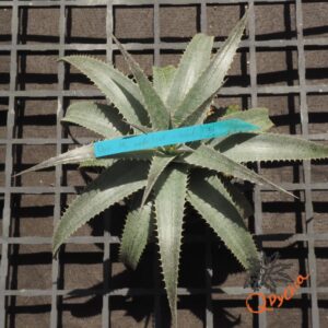 Dyckia ML x hebdingii