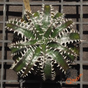 Dyckia marnier-lapostollei F1