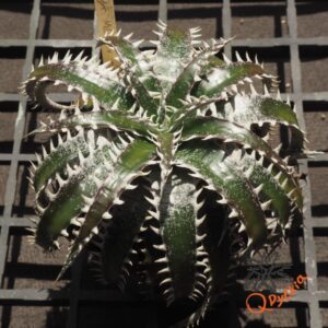 Dyckia marnier-lapostollei F1