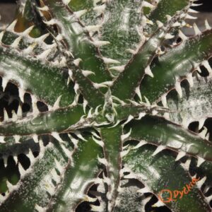 Dyckia marnier-lapostollei F1