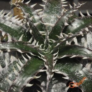 Dyckia marnier-lapostollei F1
